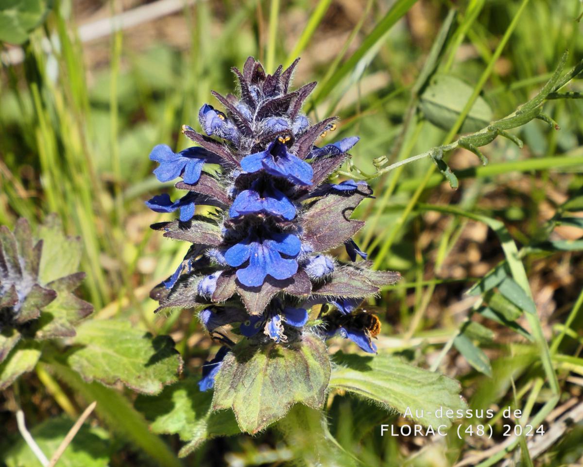 Bugle, Blue, Geneva Bugle flower